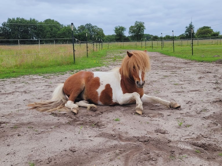 Poneys Shetland Hongre 2 Ans Pinto in Itzehoe