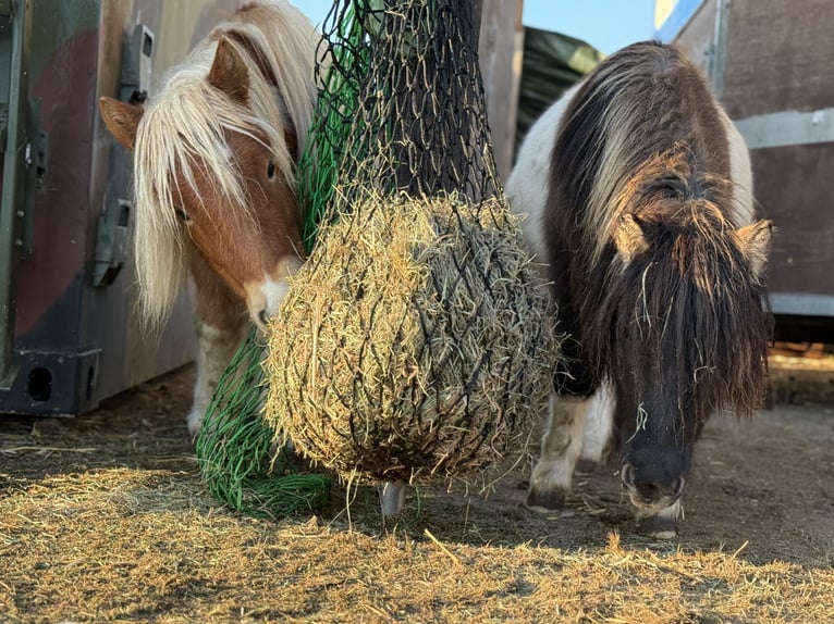Poneys Shetland Hongre 2 Ans Pinto in Schwanebeck