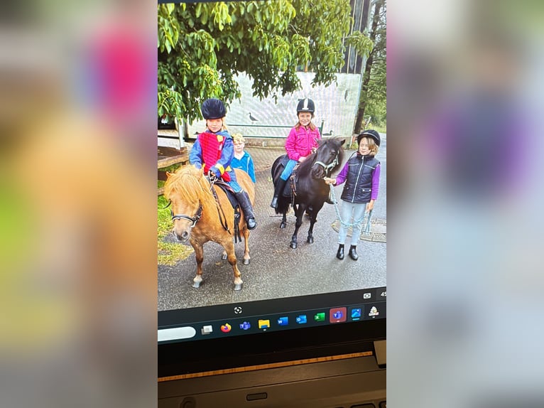 Poneys Shetland Hongre 30 Ans in Iserlohn