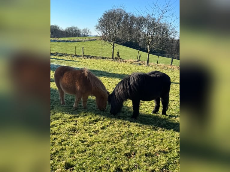 Poneys Shetland Hongre 30 Ans in Iserlohn