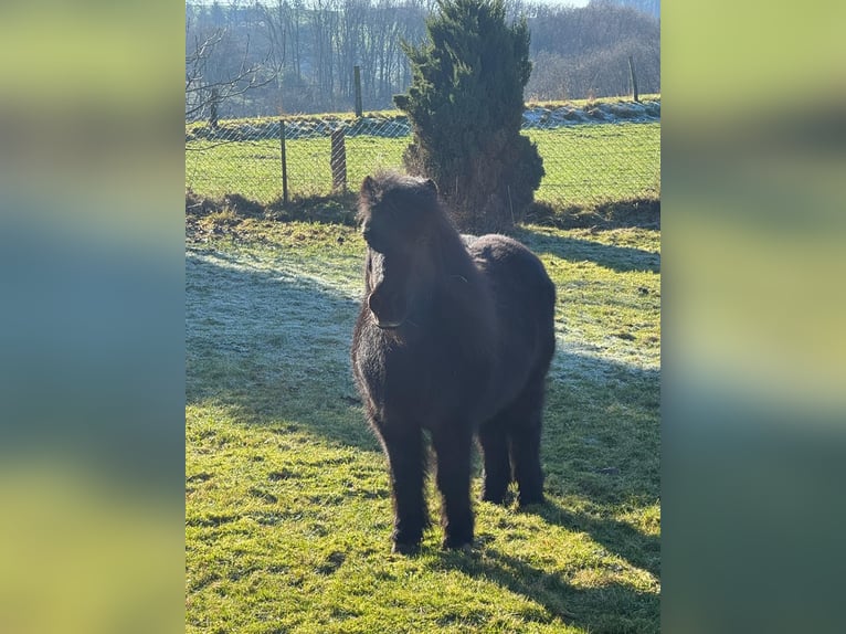 Poneys Shetland Hongre 30 Ans in Iserlohn
