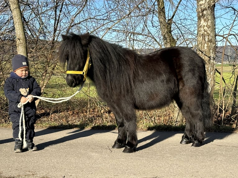 Poneys Shetland Hongre 3 Ans 100 cm Noir in Riedlingen