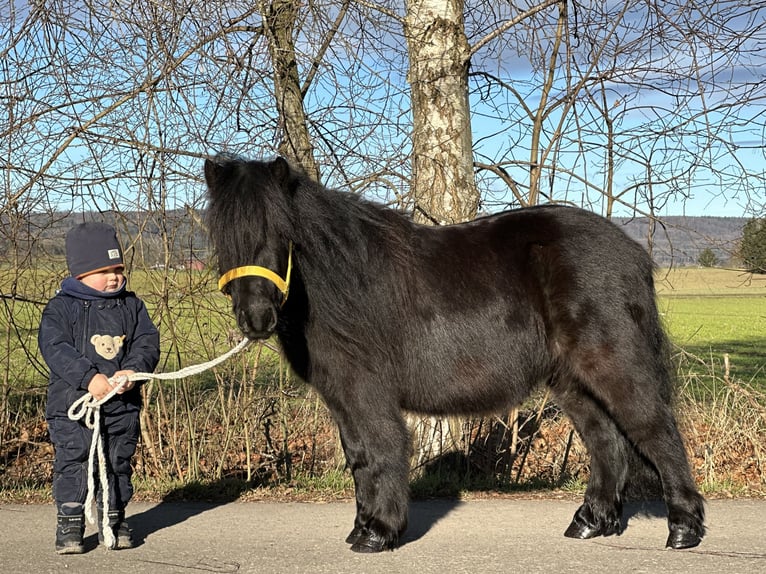 Poneys Shetland Hongre 3 Ans 100 cm Noir in Riedlingen