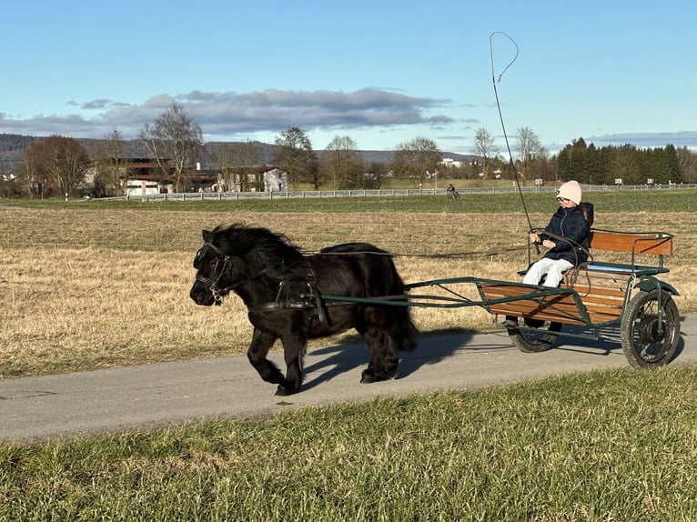 Poneys Shetland Hongre 3 Ans 100 cm Noir in Riedlingen