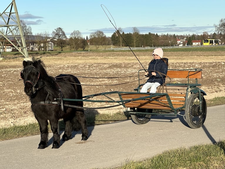 Poneys Shetland Hongre 3 Ans 100 cm Noir in Riedlingen