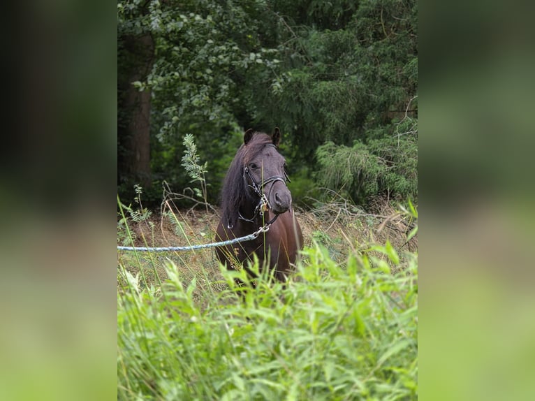 Poneys Shetland Hongre 3 Ans 100 cm Noir in Scherpenzeel