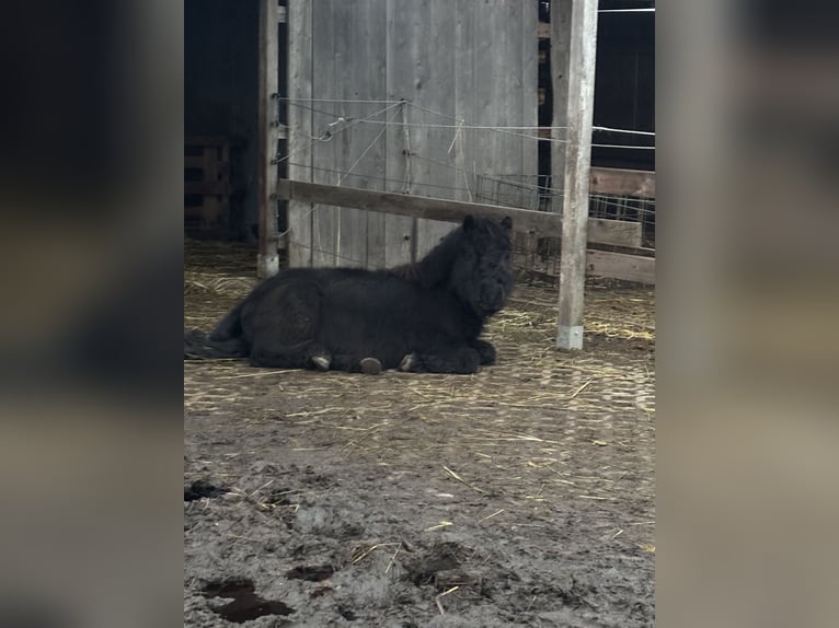 Poneys Shetland Hongre 3 Ans 100 cm Noir in Berlin