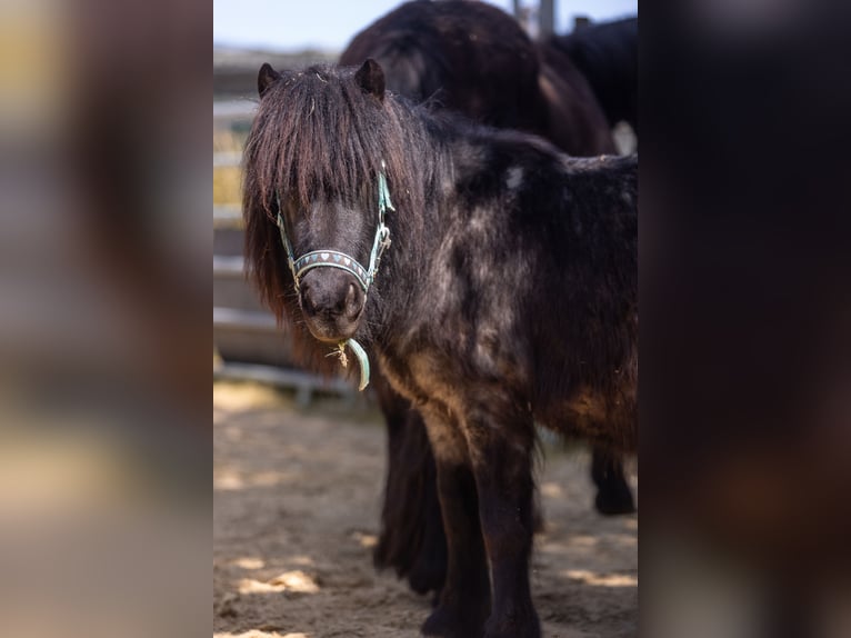 Poneys Shetland Hongre 3 Ans 102 cm Gris noir in Much