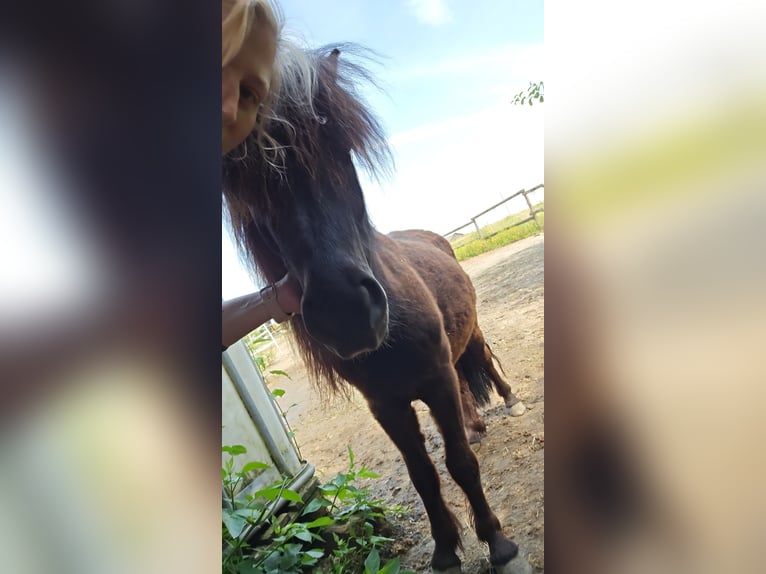 Poneys Shetland Hongre 3 Ans 104 cm Noir in Nordkirchen