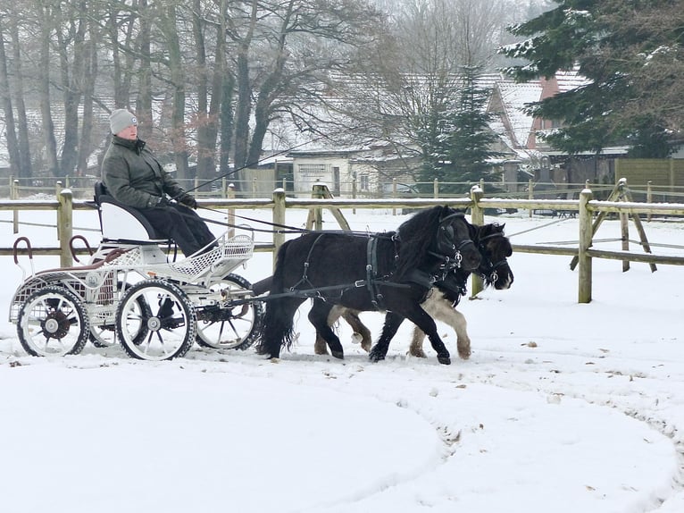 Poneys Shetland Hongre 3 Ans 105 cm Noir in Halle