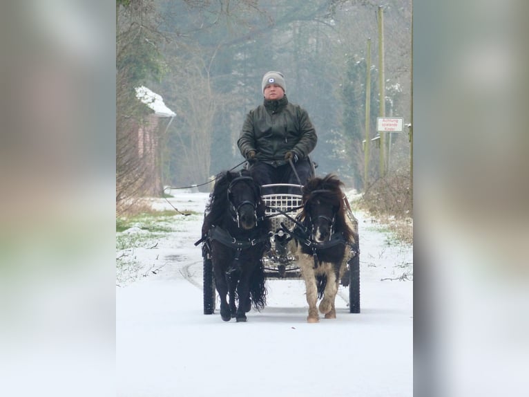 Poneys Shetland Hongre 3 Ans 105 cm Noir in Halle