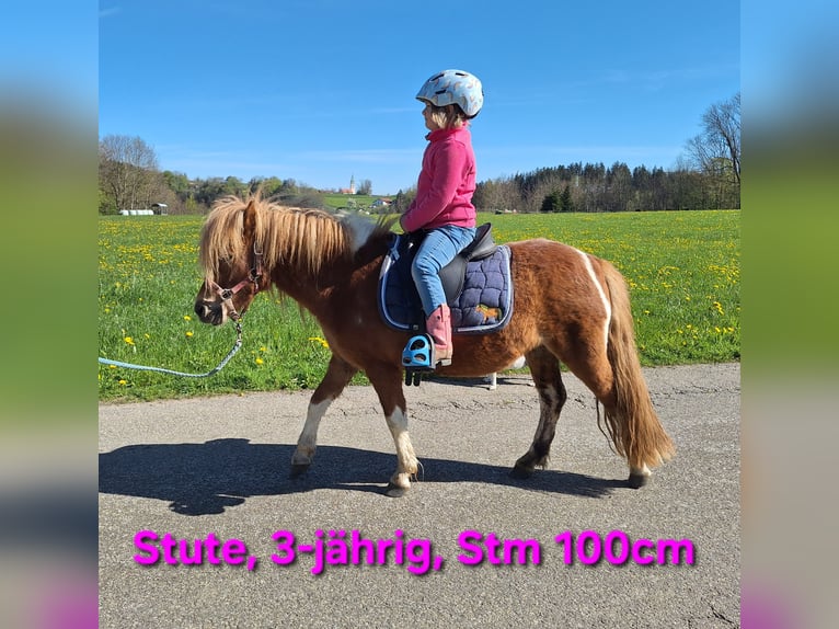 Poneys Shetland Hongre 3 Ans 105 cm Noir in Argenbühl