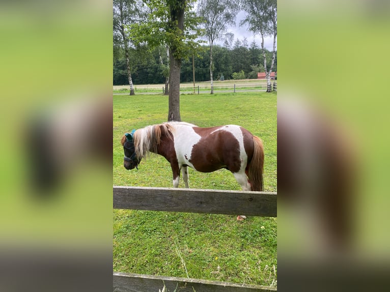 Poneys Shetland Hongre 3 Ans 105 cm Pinto in Bramsche