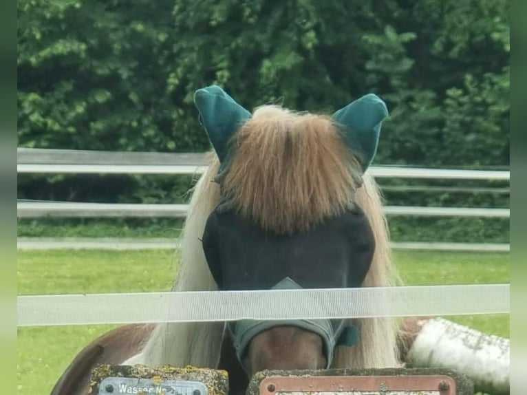 Poneys Shetland Hongre 3 Ans 105 cm Pinto in Bramsche