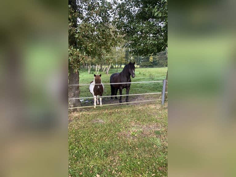 Poneys Shetland Hongre 3 Ans 105 cm Pinto in Bramsche