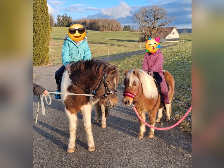 Poneys Shetland Hongre 3 Ans 107 cm Pinto in Argenbühl