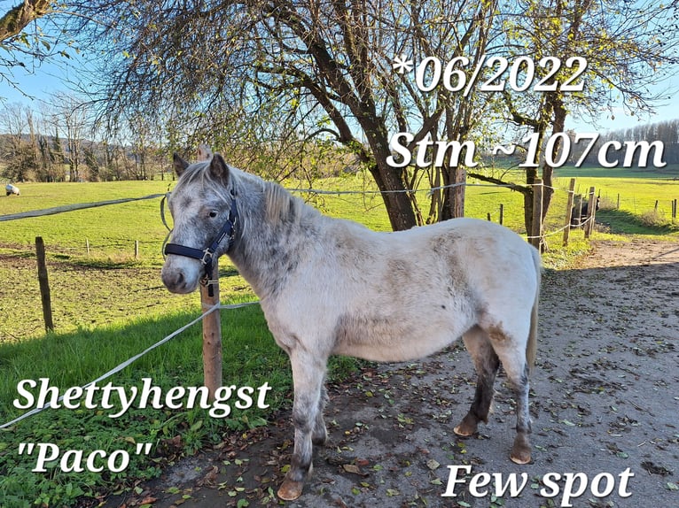 Poneys Shetland Hongre 3 Ans 107 cm Pinto in Argenbühl