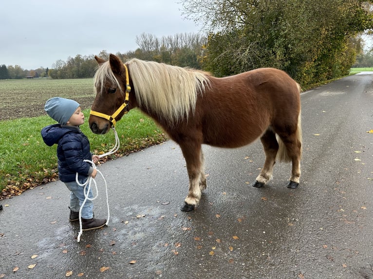 Poneys Shetland Hongre 3 Ans 110 cm Alezan in Riedlingen