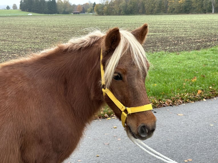 Poneys Shetland Hongre 3 Ans 110 cm Alezan in Riedlingen