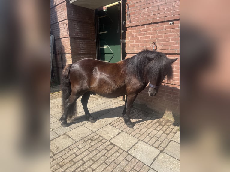 Poneys Shetland Hongre 3 Ans 110 cm Bai brun foncé in MaastrichtMaastricht