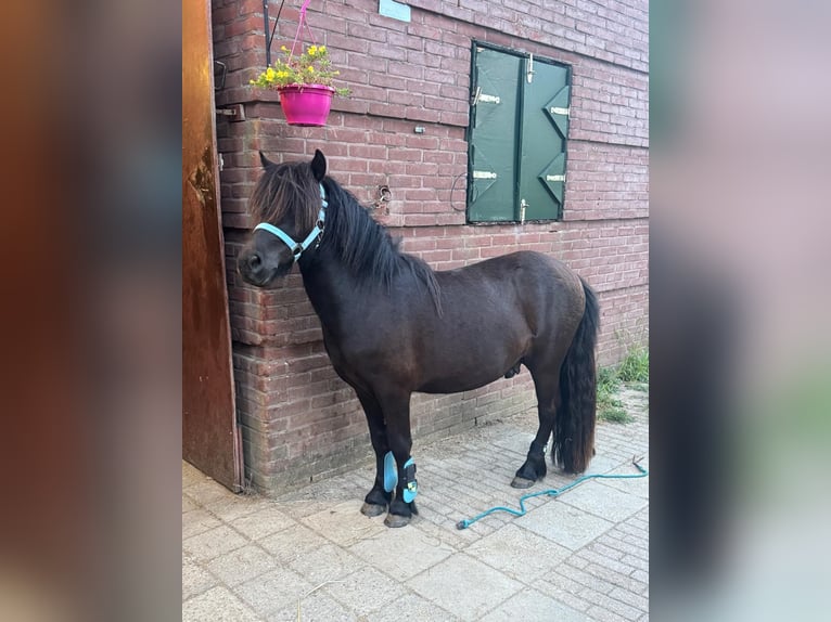 Poneys Shetland Hongre 3 Ans 110 cm Bai brun foncé in MaastrichtMaastricht
