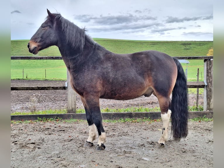 Poneys Shetland Hongre 3 Ans 111 cm Noir in Argenbühl Poneys Shetland Hongre 3 Ans 111 cm Noir in Argenbühl