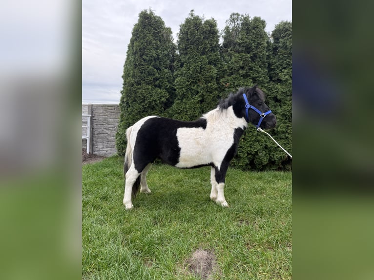 Poneys Shetland Hongre 3 Ans 112 cm Pinto in Rawicz Poneys Shetland Hongre 3 Ans 112 cm Pinto in Rawicz