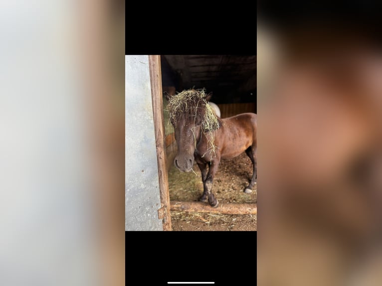 Poneys Shetland Hongre 3 Ans 115 cm Bai brun in Wehr
