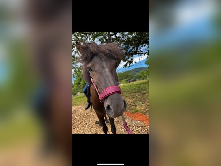 Poneys Shetland Hongre 3 Ans 115 cm Bai brun in Wehr