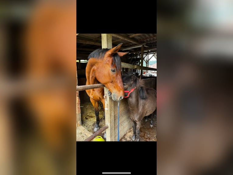 Poneys Shetland Hongre 3 Ans 115 cm Bai brun in Wehr