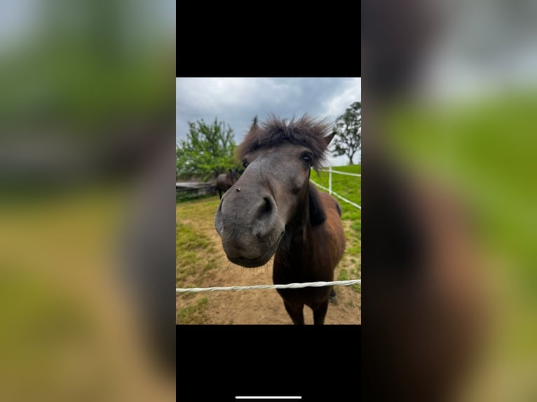 Poneys Shetland Hongre 3 Ans 115 cm Bai brun in Wehr