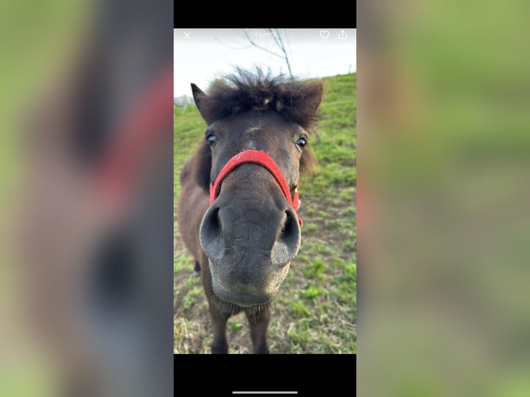 Poneys Shetland Hongre 3 Ans 115 cm Bai brun in Wehr