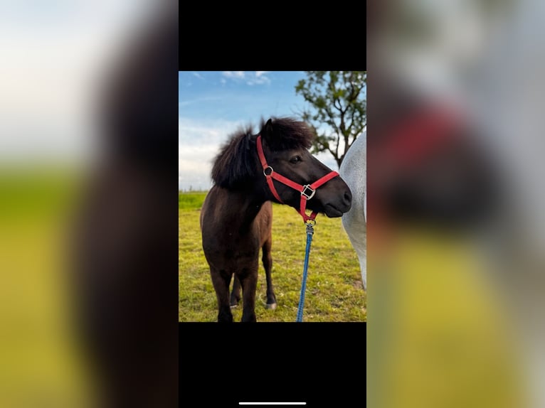 Poneys Shetland Hongre 3 Ans 115 cm Bai brun in Wehr