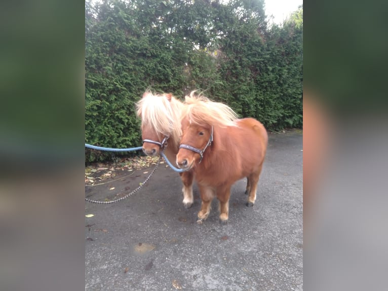 Poneys Shetland Croisé Hongre 3 Ans 85 cm Alezan in Bad Oeynhausen