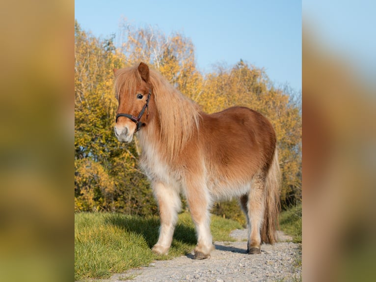 Poneys Shetland Hongre 3 Ans 90 cm Noir in Bruchsal