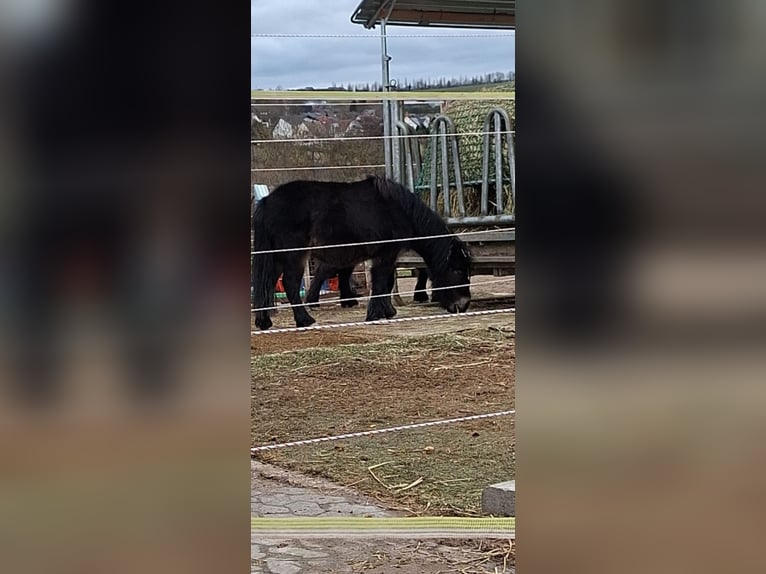 Poneys Shetland Hongre 3 Ans 92 cm Noir in Grafschaft