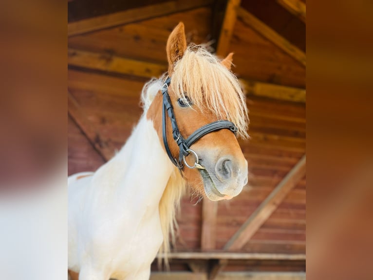 Poneys Shetland Hongre 3 Ans 95 cm Pinto in Babenhausen