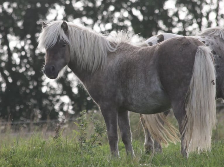 Poneys Shetland Hongre 3 Ans 98 cm  in Lindlar