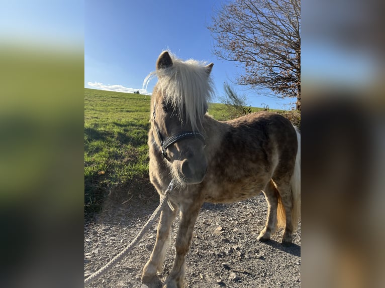Poneys Shetland Hongre 3 Ans 98 cm  in Lindlar