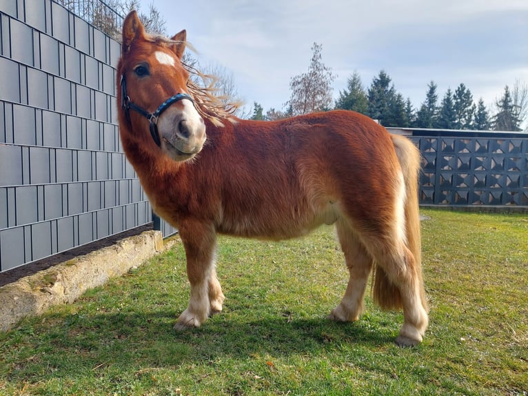 Poneys Shetland Hongre 4 Ans 100 cm Alezan brûlé in Anderbeck