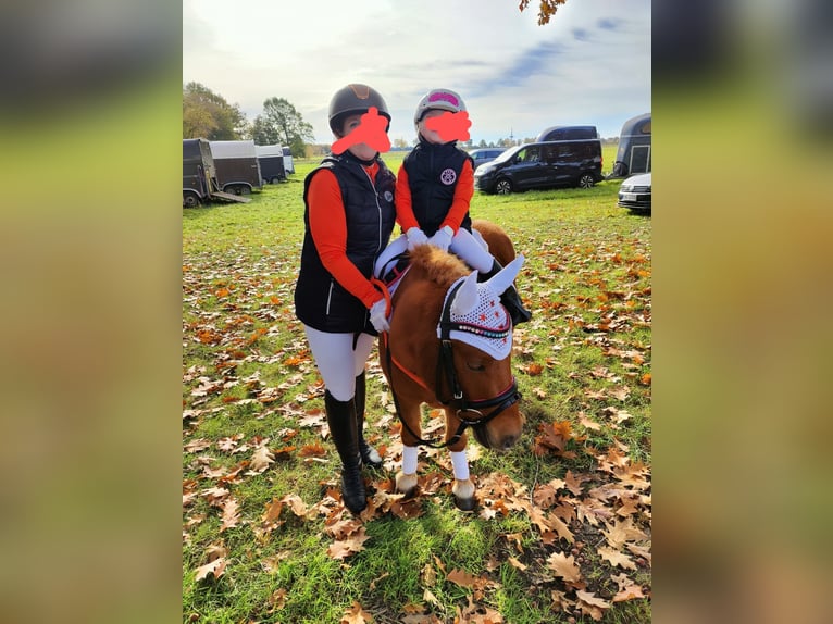 Poneys Shetland Hongre 4 Ans 100 cm Alezan in Sitzensen