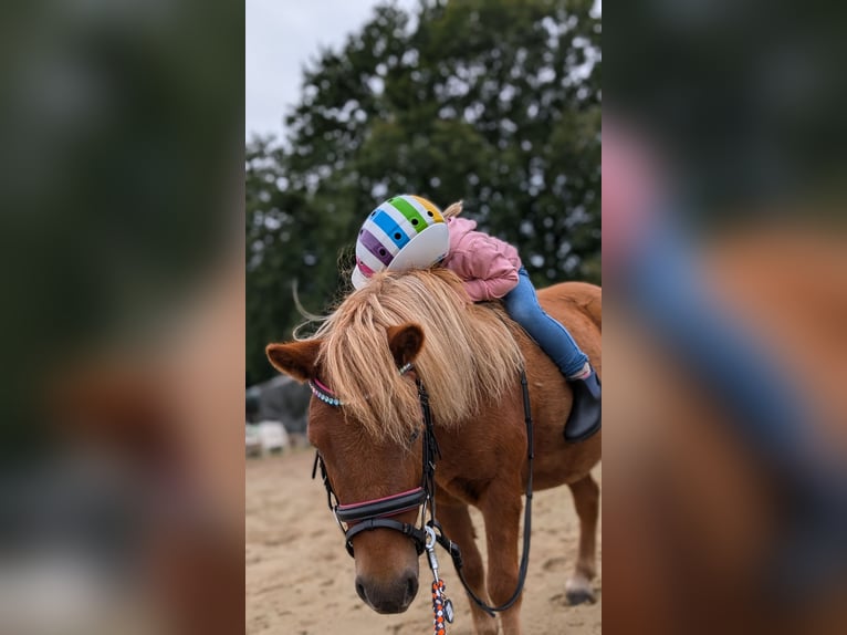 Poneys Shetland Hongre 4 Ans 100 cm Alezan in Sitzensen