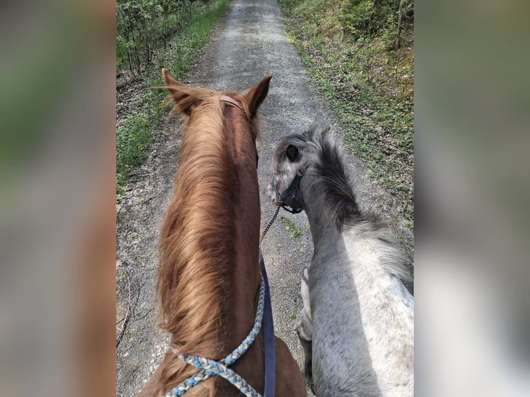 Poneys Shetland Croisé Hongre 4 Ans 100 cm Gris pommelé in Queienfeld Poneys Shetland Croisé Hongre 4 Ans 100 cm Gris pommelé in Queienfeld