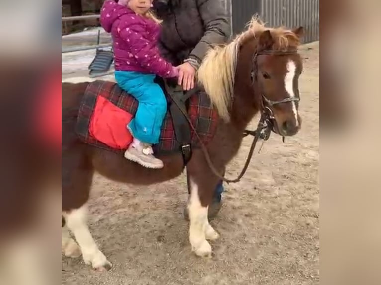 Poneys Shetland Hongre 4 Ans 100 cm Pinto in Neumarkt