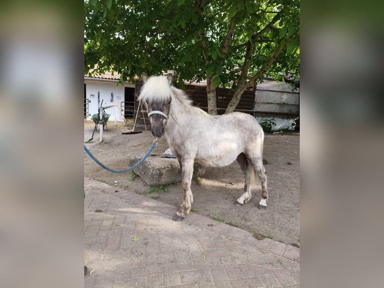Poneys Shetland Croisé Hongre 4 Ans 101 cm  in KappeLöwenberger Land