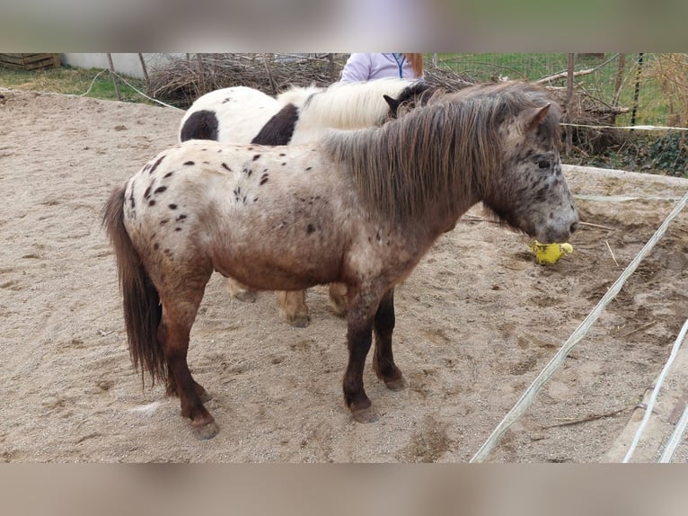 Poneys Shetland Hongre 4 Ans 103 cm Léopard in Strass in Steiermark