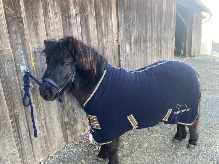 Poneys Shetland Hongre 4 Ans 105 cm Noir in Grafenau