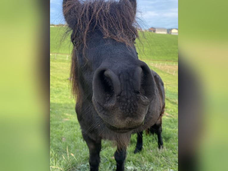 Poneys Shetland Hongre 4 Ans 105 cm Noir in Grafenau