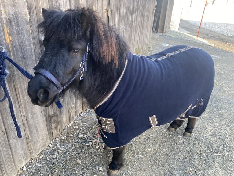 Poneys Shetland Hongre 4 Ans 105 cm Noir in Grafenau