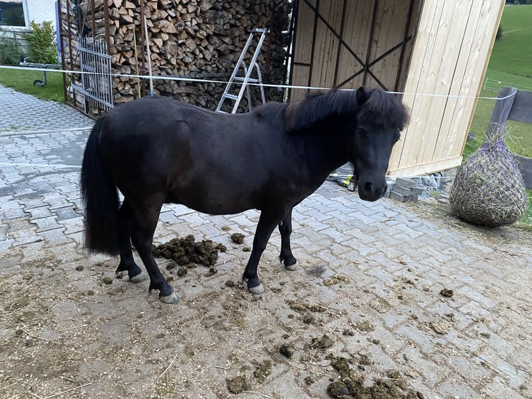Poneys Shetland Hongre 4 Ans 105 cm Noir in Grafenau